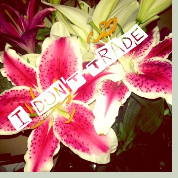 No Trades or Swap - Picture 2 of 4